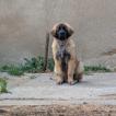 Aslan