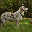 Apaay, Australischer Schäferhund