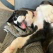 Chira, Boxer