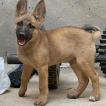 Jabra