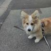 Aerith, Welsh Corgi Pembroke