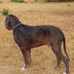 SUN, German Mastiff