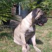OSKAR, Bullmastiff