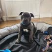 Vito