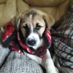 Kira, Andere Hunde