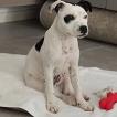 Macchia, Staffordshire Bull Terrier