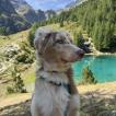 Ava, Berger Australien