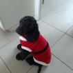 Elyott