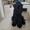 Elyott