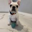 Juju, Bouledogue Français