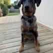ares, Beauceron