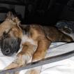 Leïa, Altri cani