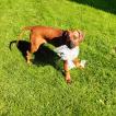 Roxi, Rhodesian Ridgeback