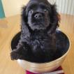 Akouna, Cocker Spaniel Americano