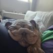 Bruce, Bulldog