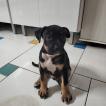 Bruce, Andere Hunde