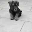 ANZO, Schnauzer Miniatura