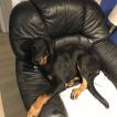 Apy, Beauceron