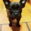 Stitch, Bouledogue francese