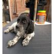 Alma, Setter Inglés