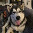 AKSEL, Alaskan Malamute