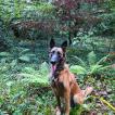 Merry, Malinois