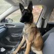 Alma, Berger Malinois