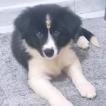 LUNA BALA, Border Collie