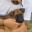 Antowne, Cane da pastore belga
