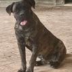 Giulio, Cane Corso