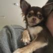 Ariel, Chihuahua