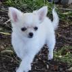 Abbie