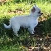Abbie