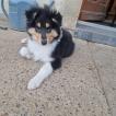 Harry, Collie