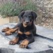 Aeven, Beauceron Beauce Shepherd