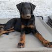 Magnum, Beauceron Beauce Shepherd