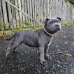 Vito