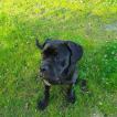 ASKA, Cane Corso