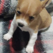 Pitchulla, Chihuahua