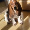 Aros, Basset Hound