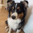 Akira, Australischer Schäferhund