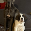 Mia, Saint Bernard
