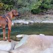 Roxi