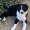 Akyra, Border Collie
