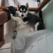 Volk