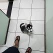 Volk