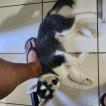 Volk