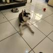 Volk