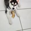 Volk
