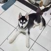 Volk